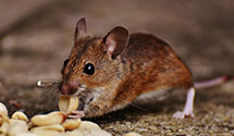 24 Hour & Emergency Exterminators in Basin, MT